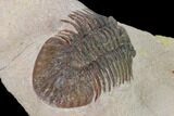 Metascutellum Trilobite - Very Pustulose #160906-4